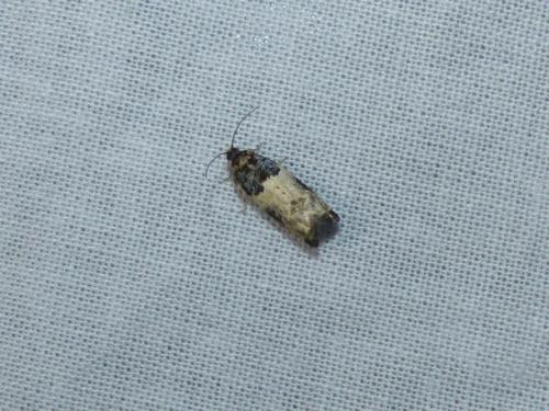 Gypsonoma sociana